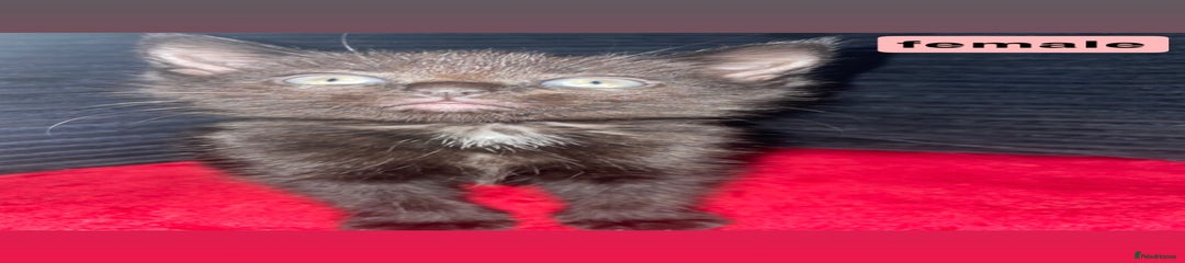 Domestic Shorthair Kitten 2