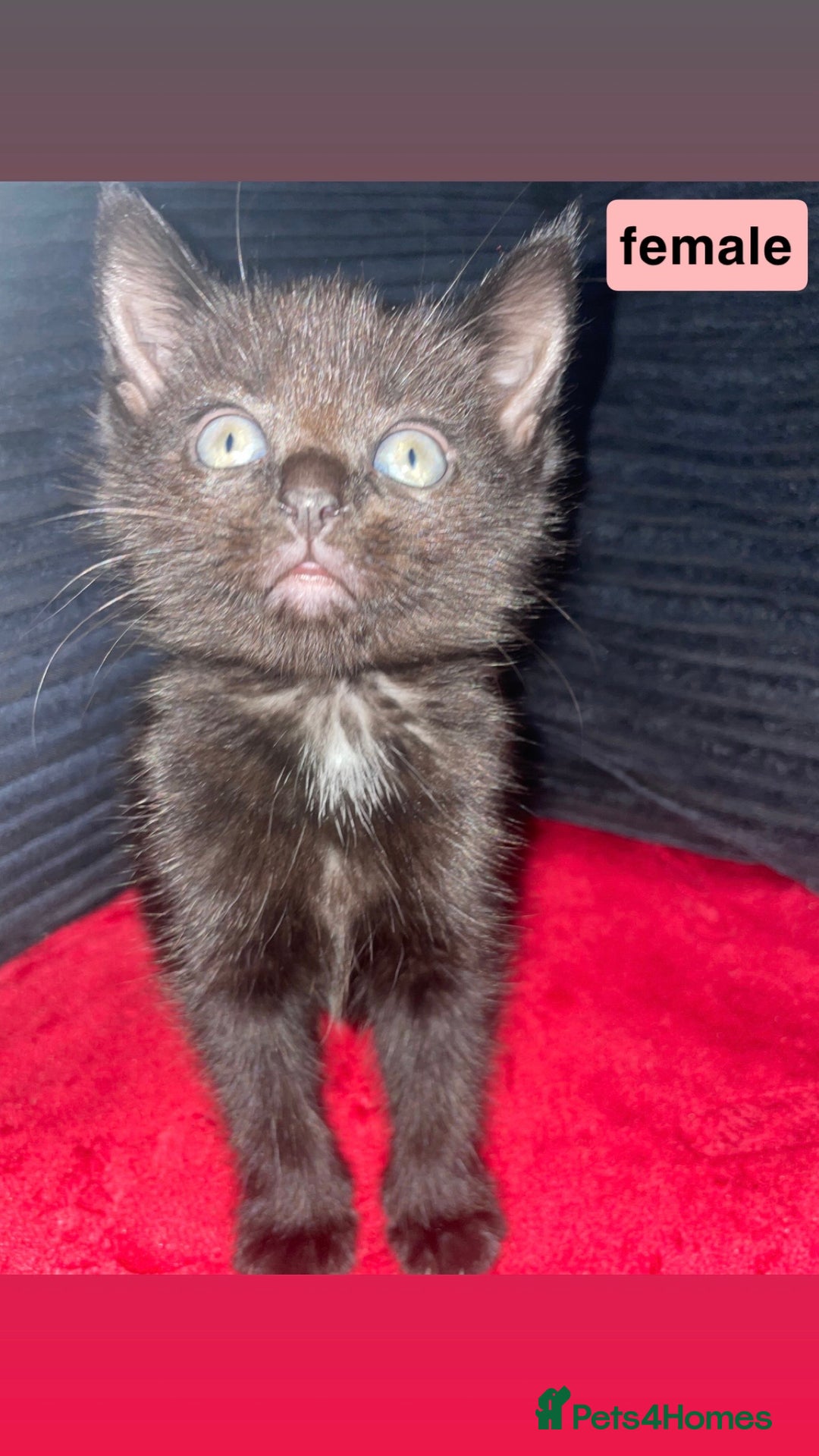 Domestic Shorthair cats for sale: 4 Beautiful kittens - Image 3