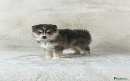Pomsky dogs for sale: Stunning blue eyes F3 Pomsky puppies for sale  - Image 14