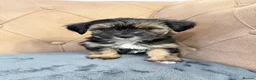 Morkie dogs for sale: Morkies <3 5 gorgeous puppies  - Advert 3