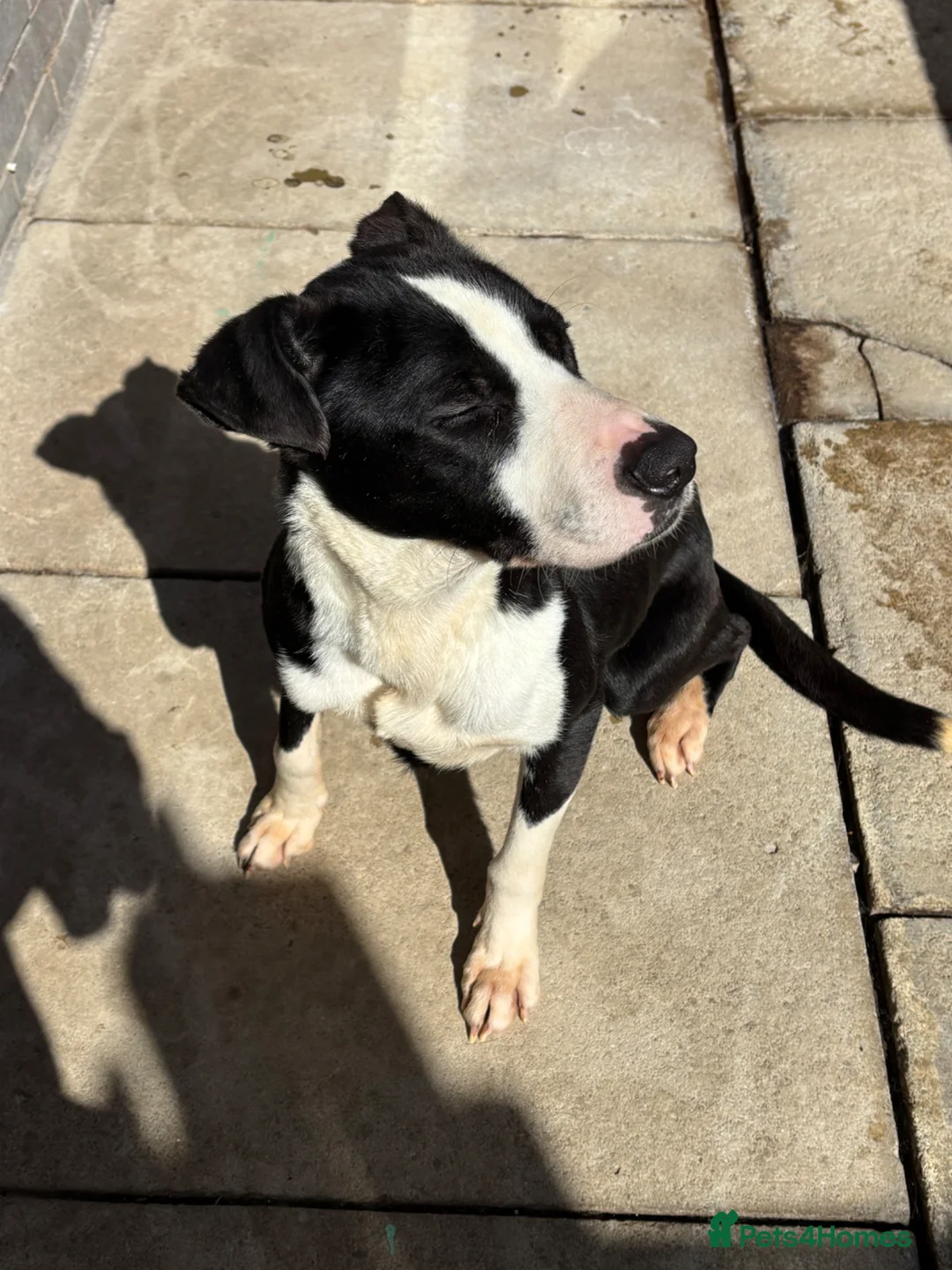 Mixed Breed dogs for sale: Male dog for sale  in Leeds - Advert 2