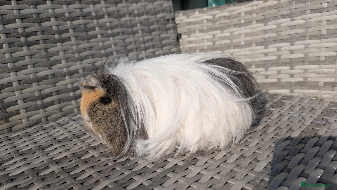Guinea Pig rodents for sale: Sheltie and Coronet guinea pig girls  - Advert 2