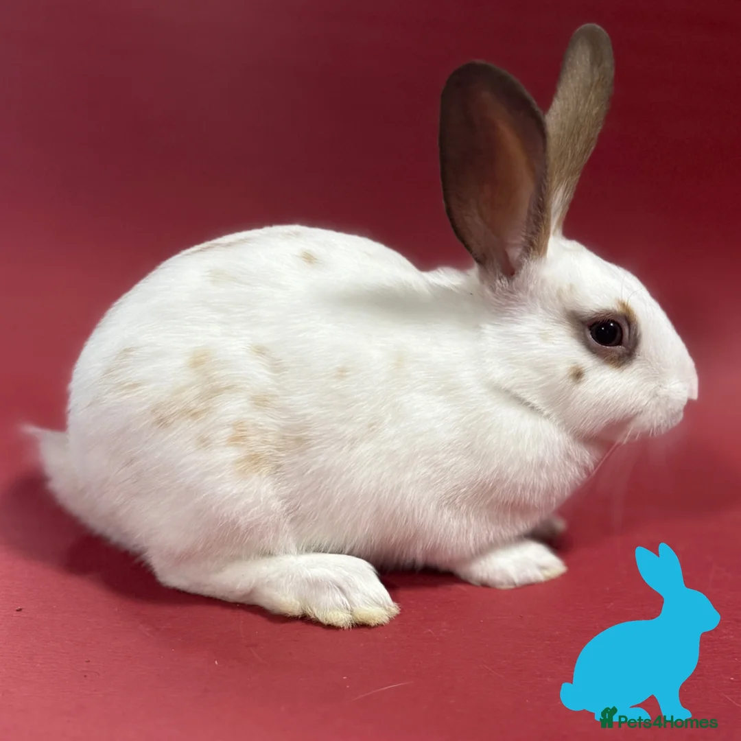 English Spot rabbits for sale: English spot kits ready now - Advert 11