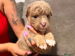 Olde English Bulldogge dogs Stunning puppies - Advert 4
