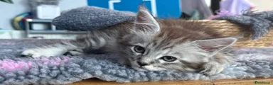 Maine Coon 2