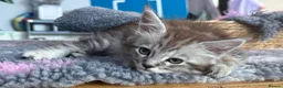 Maine Coon cats for sale: Beautiful Maine Coon kittens **READY NOW*** - Advert 20