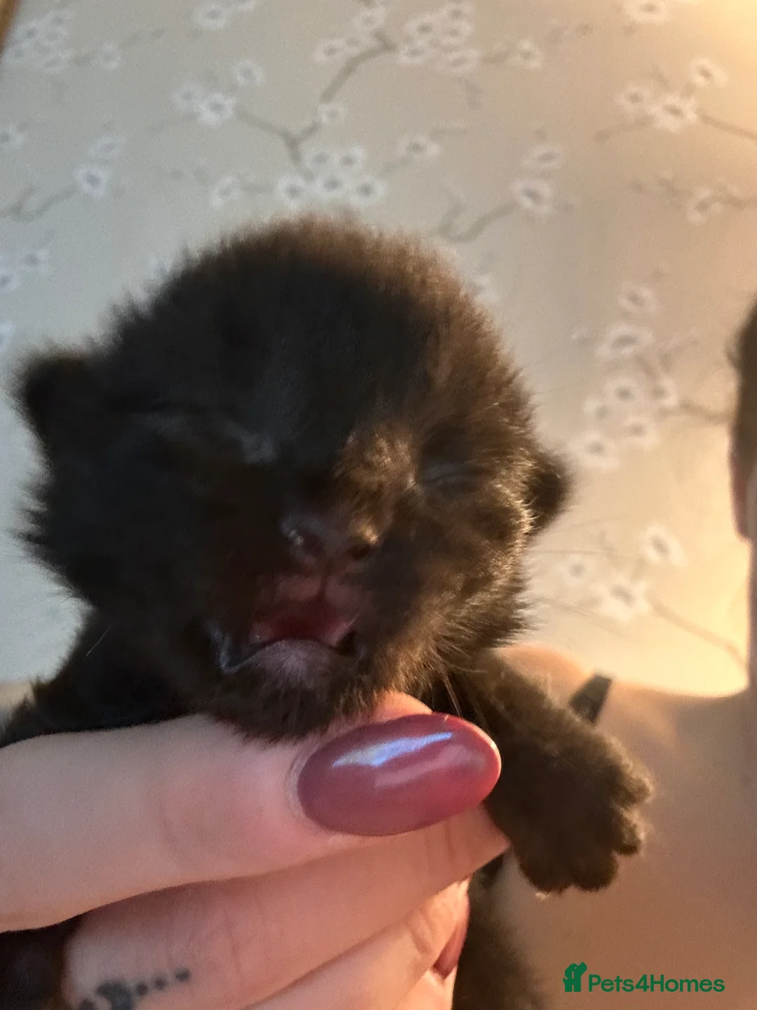 Ragcoon cats for sale: 4 stunning kittens ready for their new home  in Liverpool - Advert 4