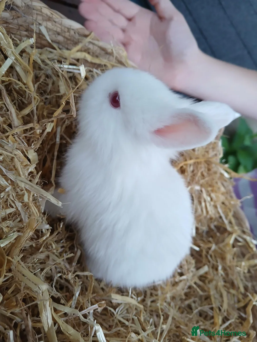 Mixed Breed rabbits for sale: Beautiful baby lionhead cross bunnies in Lowestoft - Advert 2