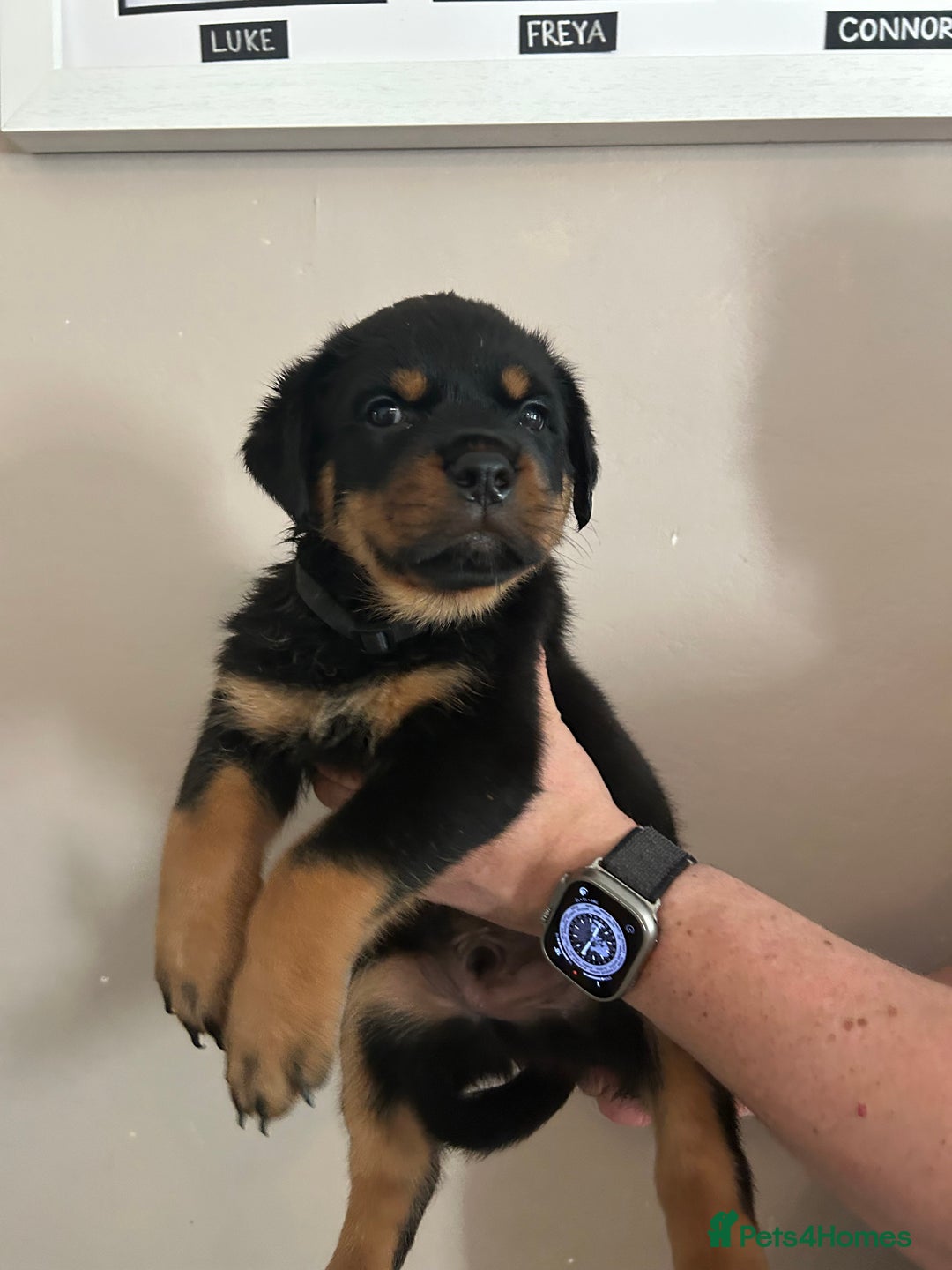 Rottweiler dogs for sale: Chunky Rottweilers for Sale - Image 18