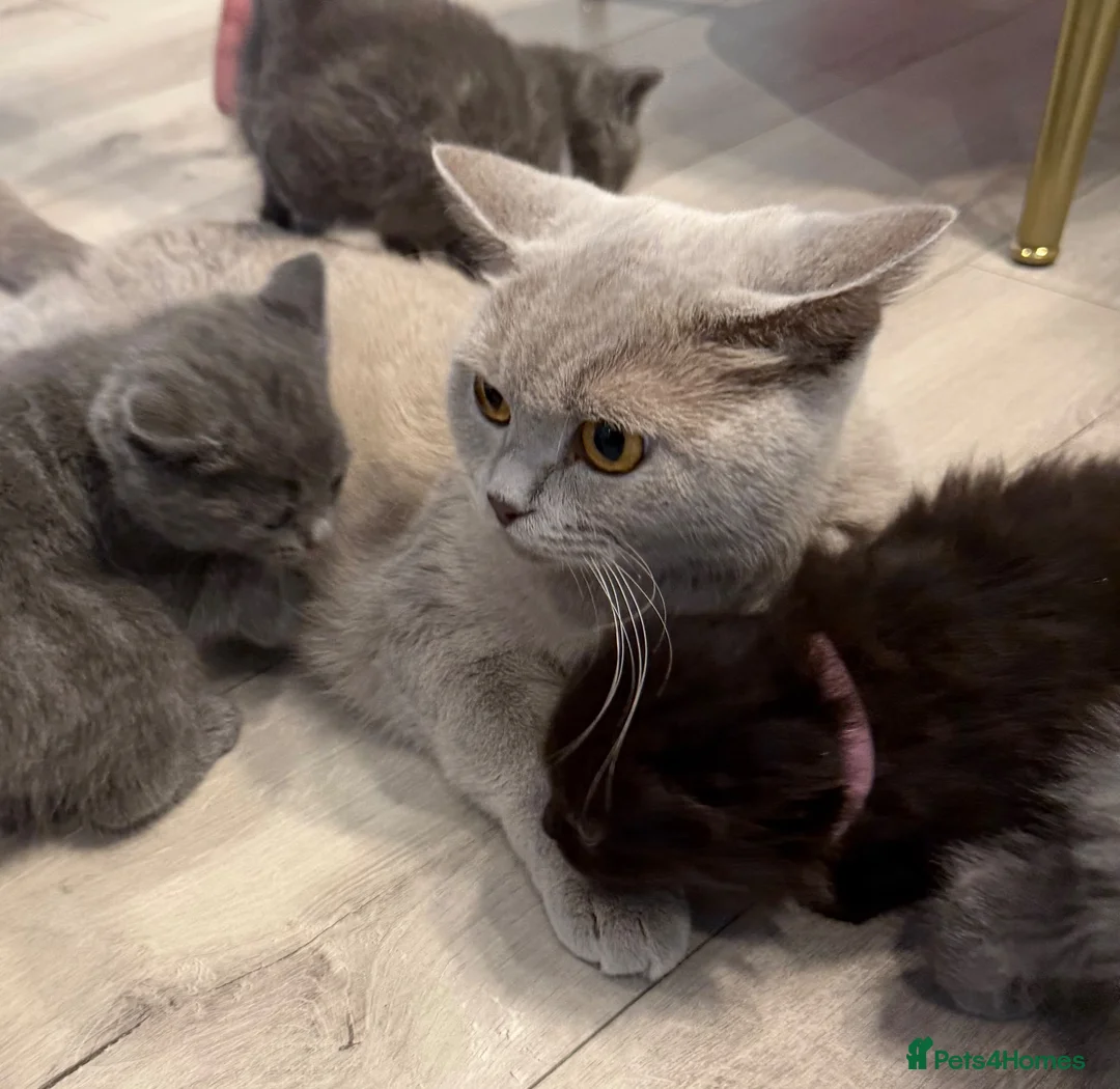 Scottish Fold cats for sale: Scottish kittens  in Rugby - Advert 9