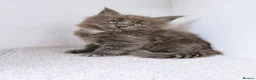 Maine Coon cats for sale: Blue maine coon kittens -DNA health tested parents - Advert 6