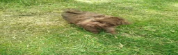 Griffon Bruxellois dogs for sale: Chocolate male - Advert 11