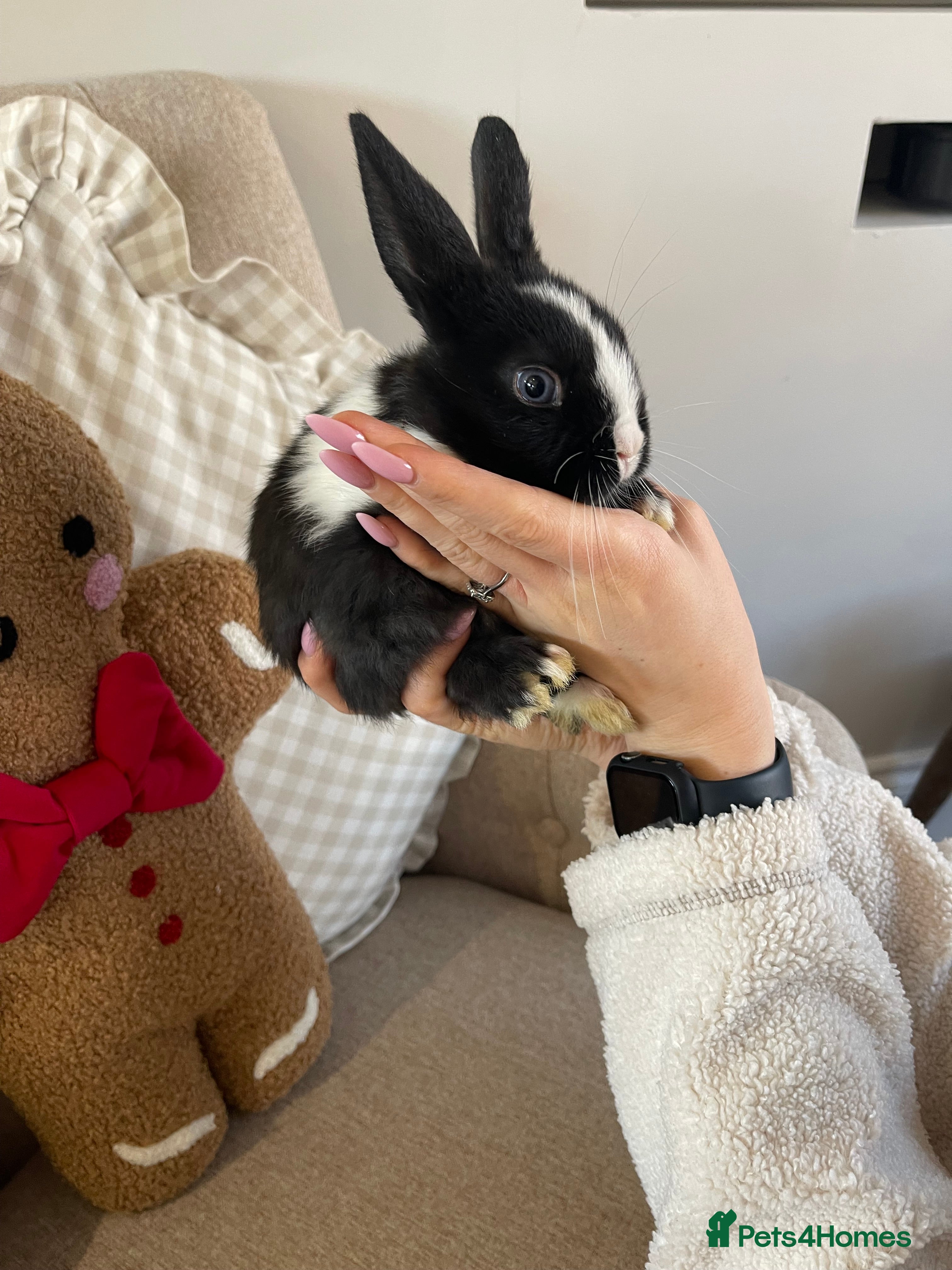 Mini Lop rabbits Baby Mini Lop Bunnies for Sale - Advert 17