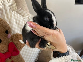 Mini Lop rabbits Baby Mini Lop Bunnies for Sale - Advert 13