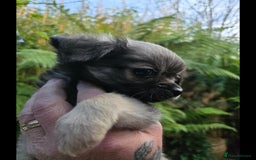 Chihuahua dogs for sale: Chihuahua puppies. - Advert 11