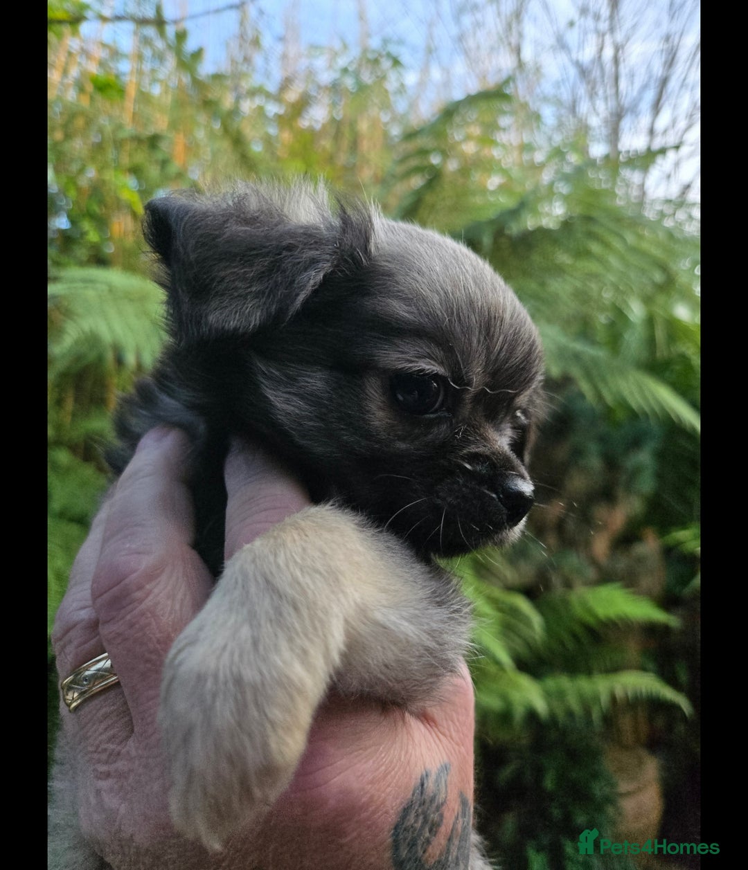 Chihuahua dogs for sale: Chihuahua puppies. - Advert 11