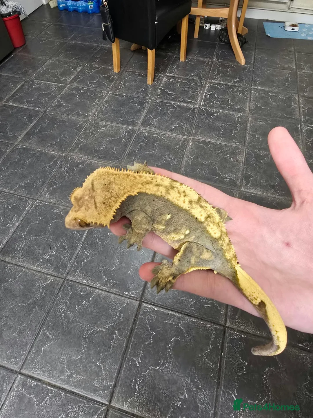 Gecko reptiles for sale: Adult crested geckos various for sale - Advert 2