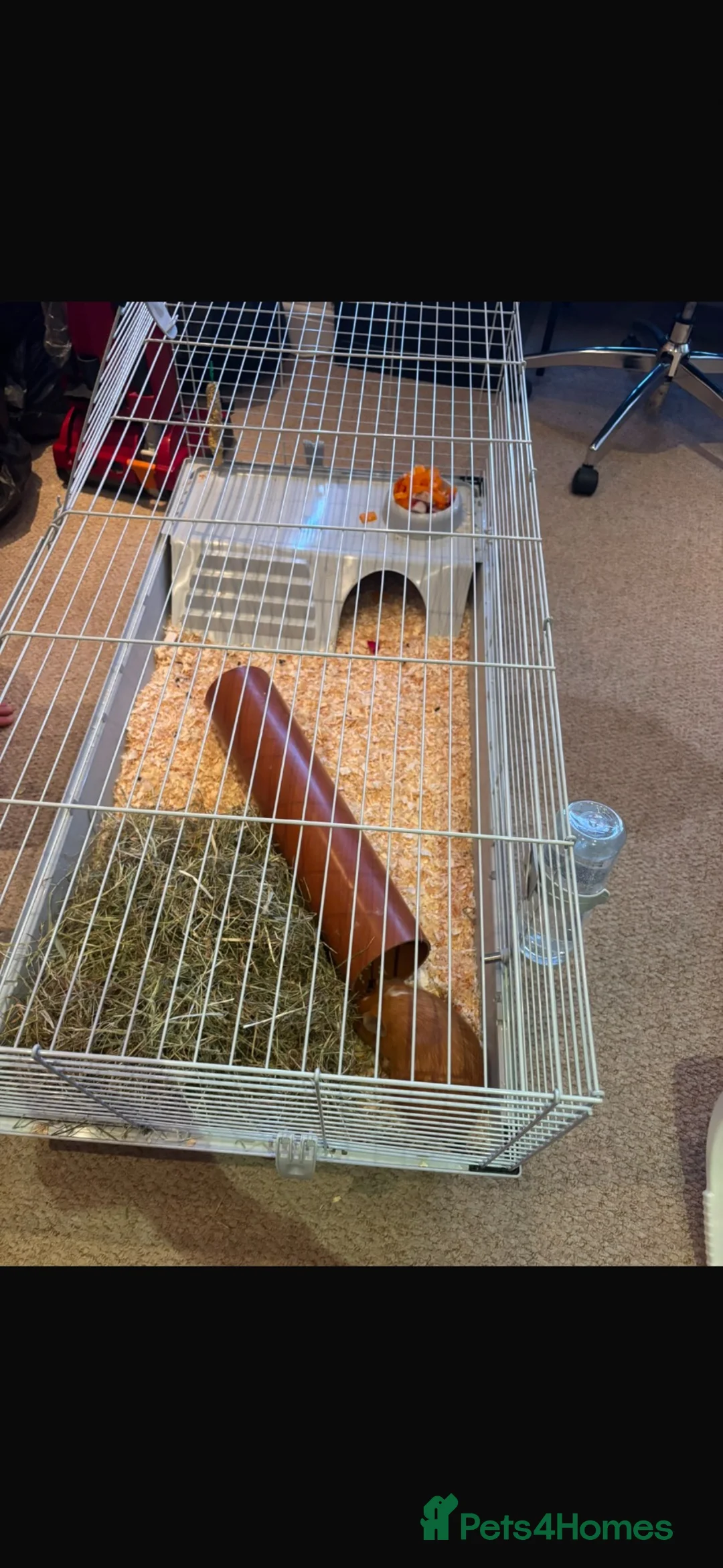 Guinea Pig rodents for sale: 4 x female guinea pigs and cage  in Whitchurch - Advert 2