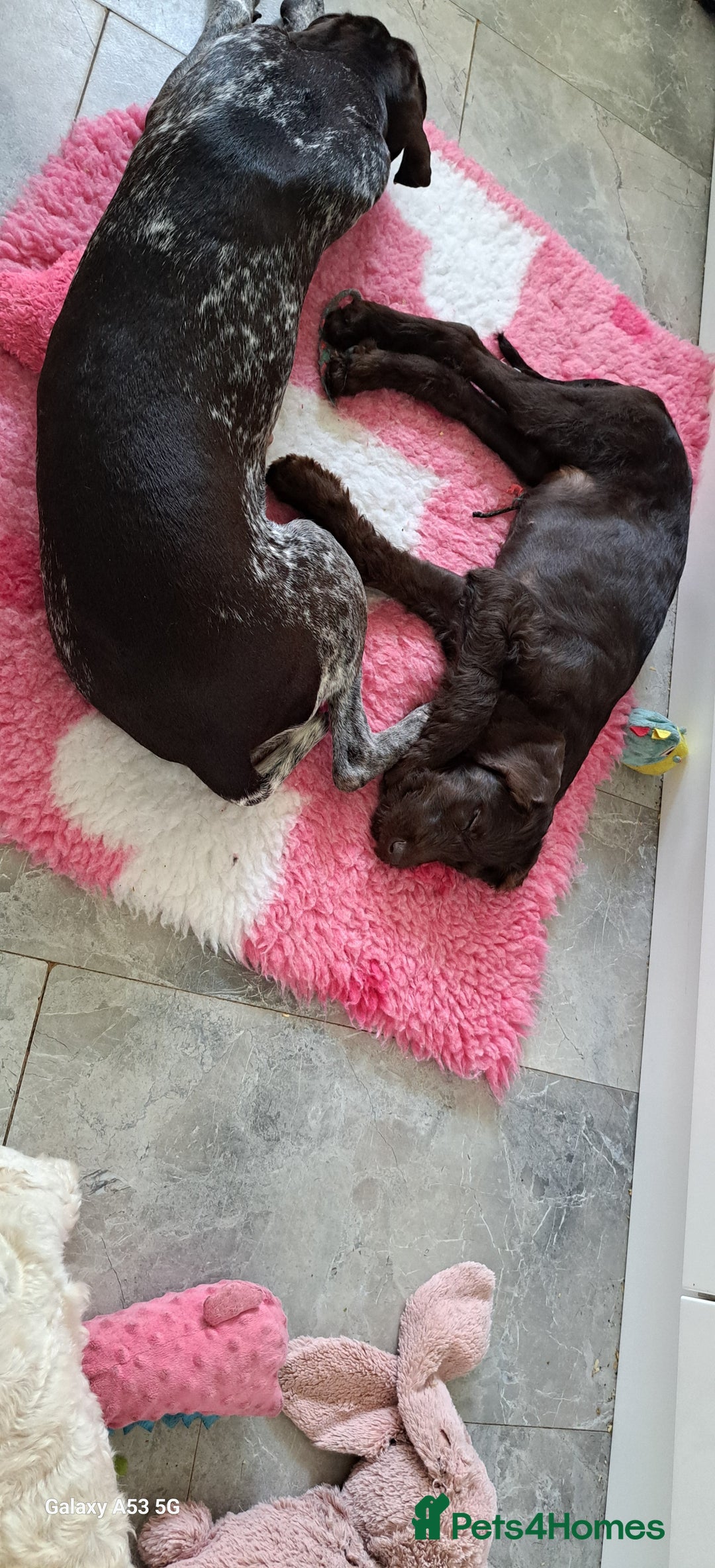 Mixed Breed dogs for sale: Poodle/pointer puppies in Cumnock - Image 12