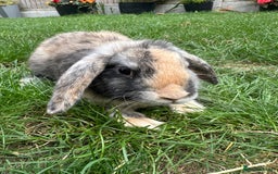 Mini Lop rabbits for sale: Mini Lop Rabbits For Sale  - Image 33