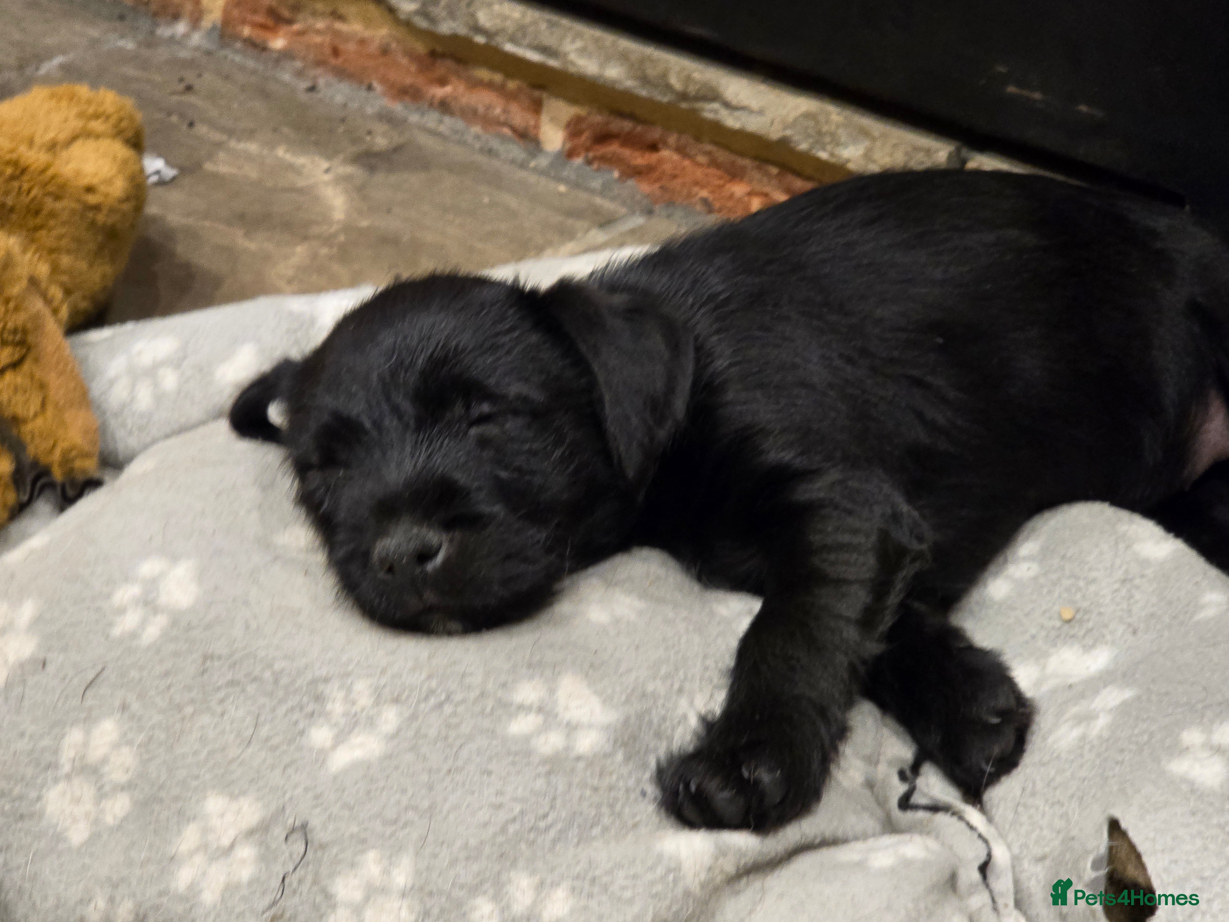 Mixed Breed dogs Border terrier cross patterdale terrier - Advert 3