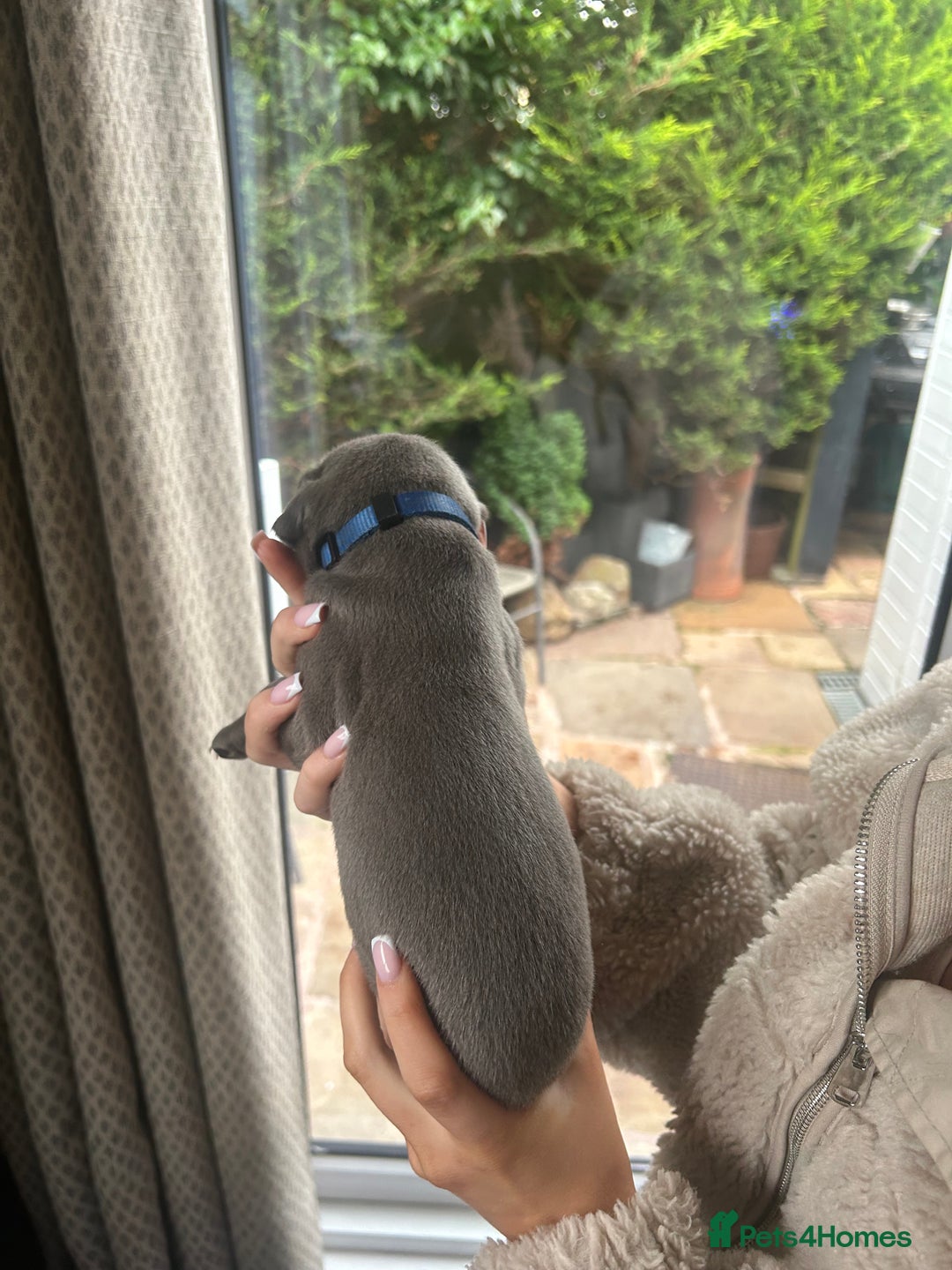 Great Dane dogs for sale: Champion Great Dane puppies for sale - Image 8