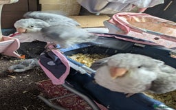 Parakeets birds for sale: Hand reared tamed white and cobalt Quaker parrots  - Image 5