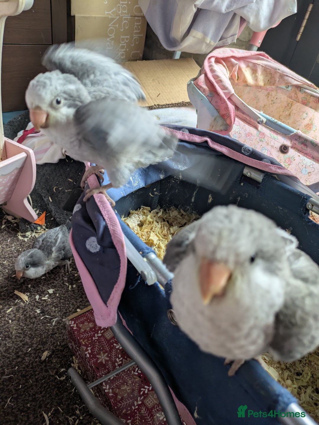 Parakeets birds for sale: Hand reared tamed white and cobalt Quaker parrots  - Image 5