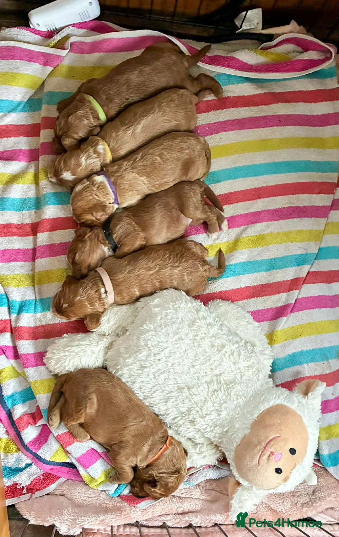 Cockapoo dogs for sale: 💜 F1 Cockapoo puppies 💜 - Advert 2