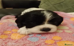 Cavapoo dogs for sale: A stunning litter of cavapoo beautiful costs  - Image 9