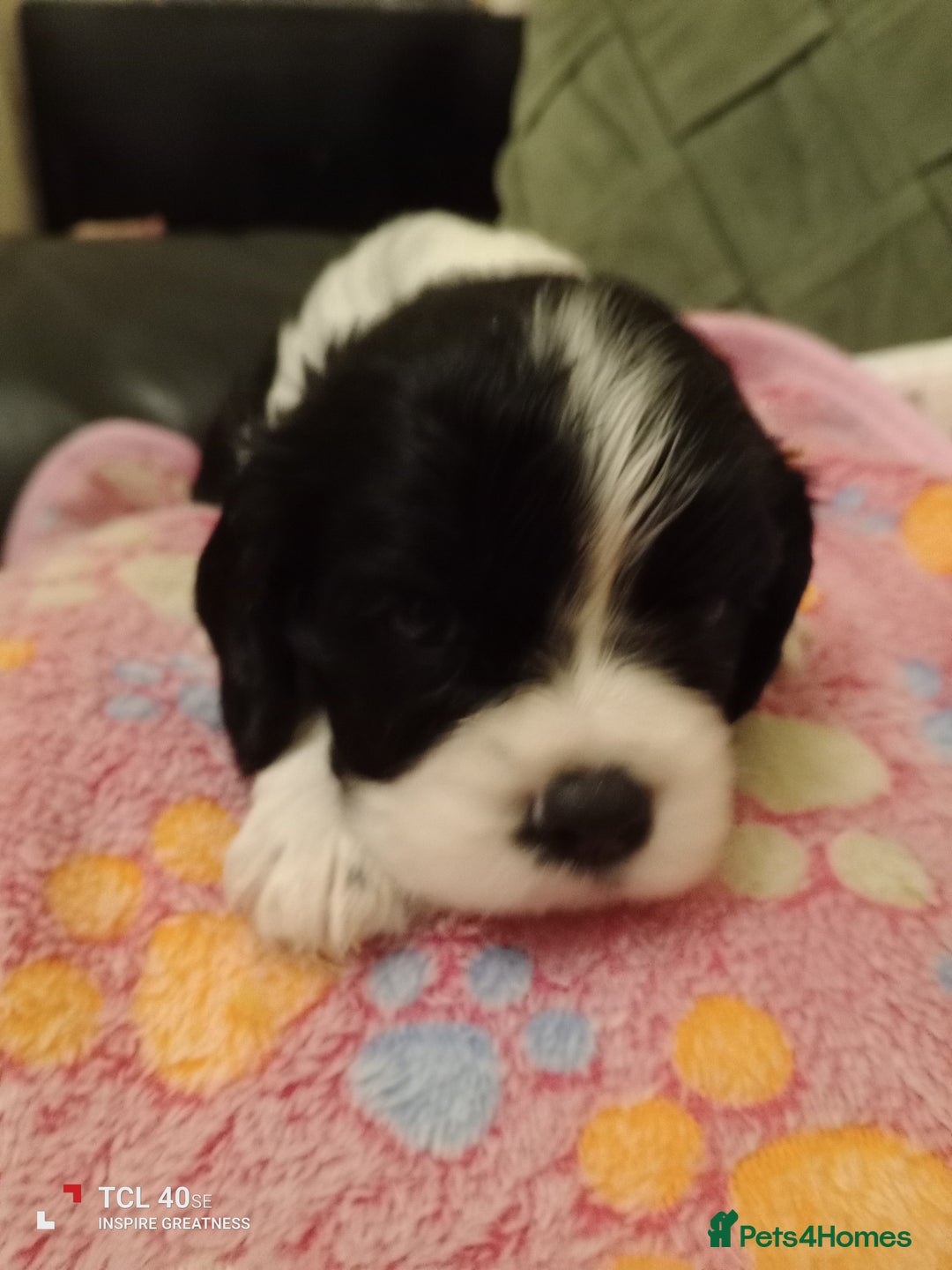 Cavapoo dogs for sale: A stunning litter of cavapoo beautiful costs  - Image 9