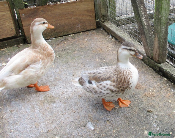 Ducks poultry - Advert 10