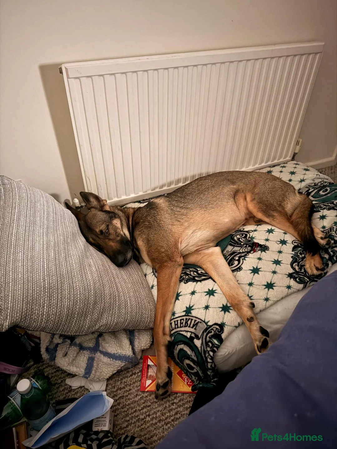 Mixed Breed dogs for sale: German Shepherd, Northern Inuit, Belgian Malinios - Advert 2