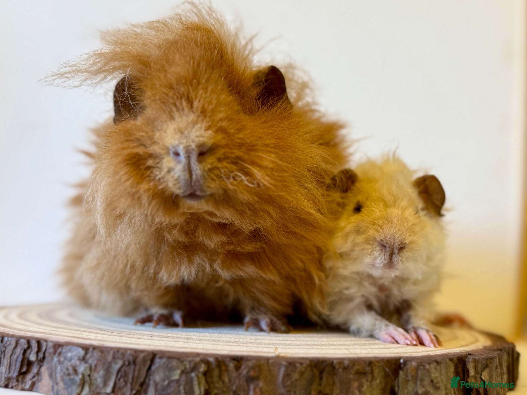 Guinea Pig rodents Selection of guinea pigs looking for new homes  - Advert 6