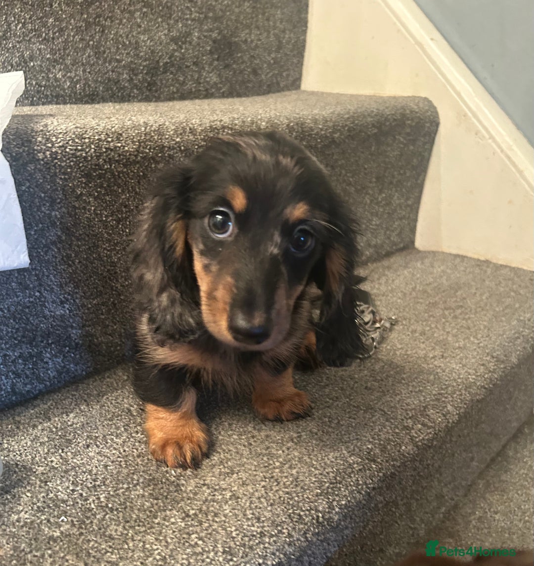 Miniature Dachshund dogs for sale:  Beautiful cute Miniatures dachshund  in Liverpool - Image 5