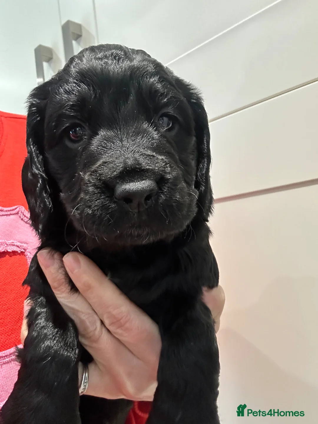 Cocker Spaniel dogs for sale: Cocker Spaniel Puppies - Advert 2