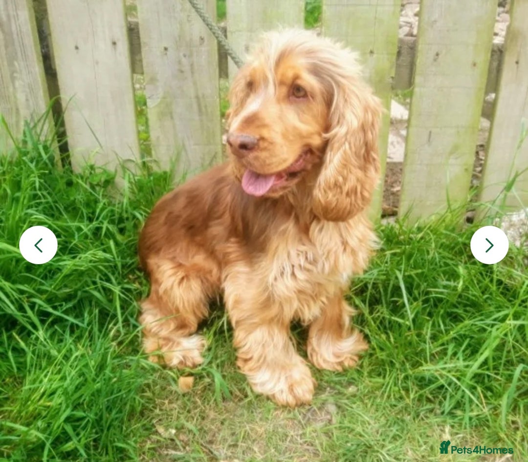 Cocker Spaniel dogs for sale: 🐶💕Newborn baby cockers💕🐶 - Image 14