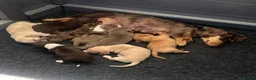 Dachshund dogs for sale: Ready Now, amazing colours - Advert 7