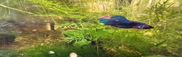 Bettas fish for sale: Nemo koi galaxy Betta male fish - Advert 5
