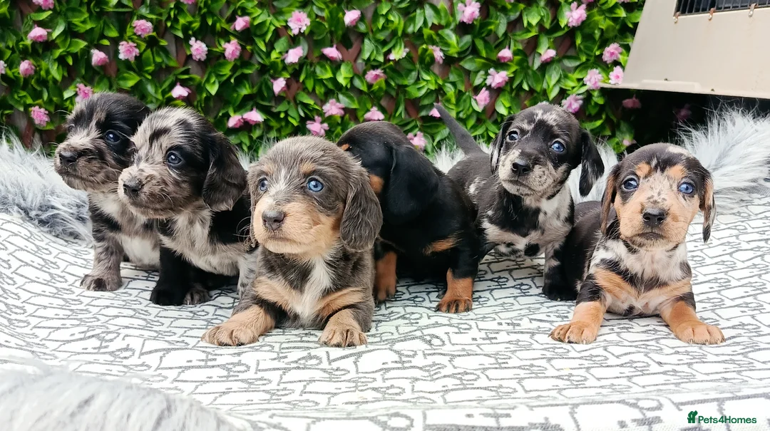 Dachshund dogs for sale: QUALITY LH/SMOOTH MIN DAXIS KC REG PRA CLR - Advert 1