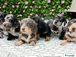 Dachshund dogs QUALITY LH/SMOOTH MIN DAXIS KC REG PRA CLR - Advert 5