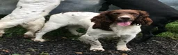 English Springer Spaniel dogs for sale: KC REGISTERED ENGLISH SPRINGER SPANIELS  - Advert 5