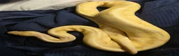 Python Snake reptiles for sale: Multiple ball pythons beautiful morphs an genders  in Ivybridge - Advert 3
