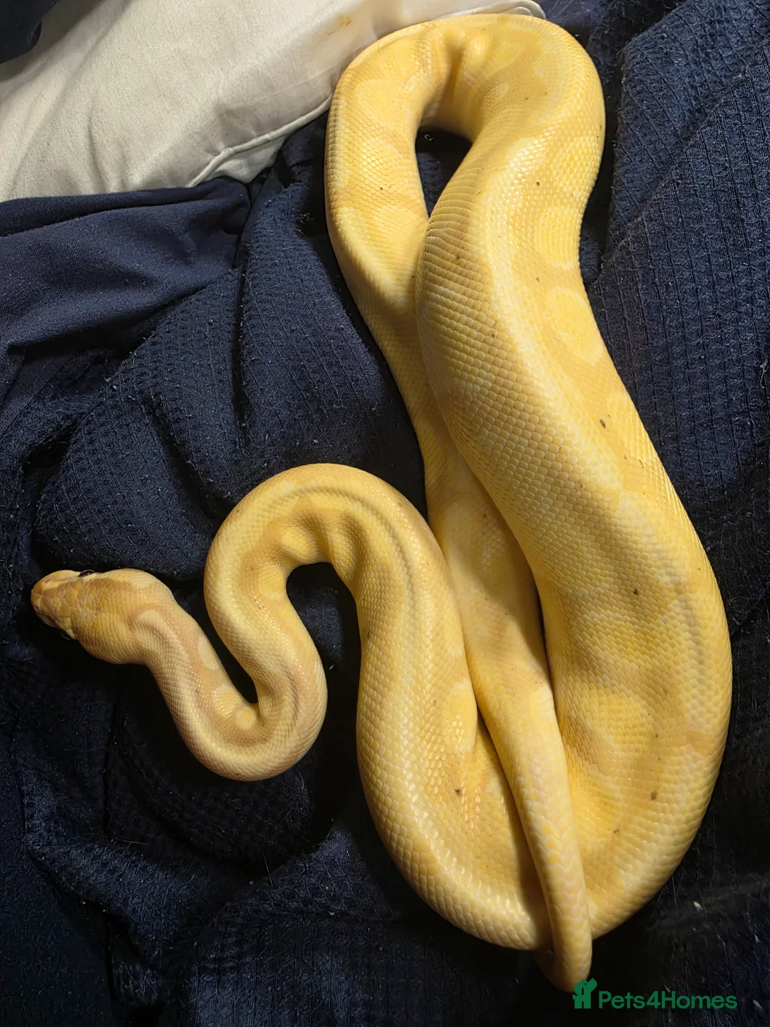 Python Snake reptiles for sale: Multiple ball pythons beautiful morphs an genders  - Advert 2