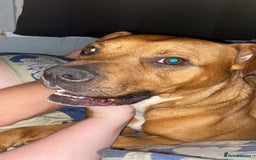 Mixed Breed dogs for sale: Brother and sister needing new homes  - Image 4