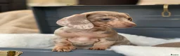Miniature Dachshund dogs for sale: KC Isabella Dapple Miniature Dachshund - Advert 5