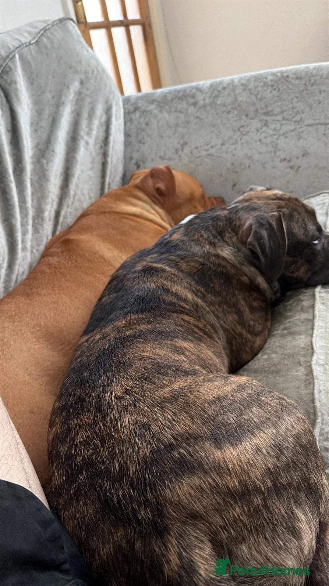 American Bully dogs for sale: American bully and staffy cross for sale-600 in Pontypridd - Advert 2