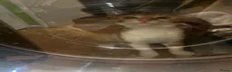 British Shorthair cats for sale: 2 year old Calico - Advert 8