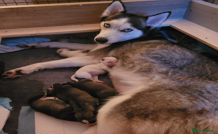 Siberian Husky dogs Siberian husky pups  - Advert 1