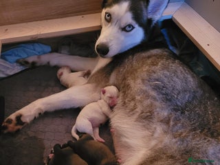 Siberian Husky dogs Siberian husky pups - Advert 3